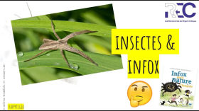 Idées reçues autour des insectes et araignées by videos_zetup